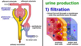 The Urinary System [upl. by Neehs541]