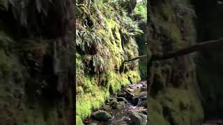 Prehistoric valley on Dartmoor waterfall dartmoor uk nature wildlife hiking water valley [upl. by Alage]