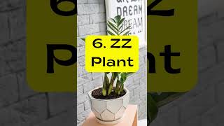 12 Lush Indoor Plants plants houseplants indoorplants [upl. by Fawcett]