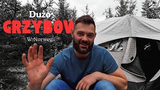 Sos grzybowy  Bezdomny w Norwegii gotuje strawę [upl. by Ayatal366]