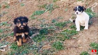 Rescued Two Puppies From The Meadow [upl. by Ylremik979]