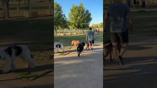 What does a trained dog look like IN the dog park with lots of other people and offleash dogs [upl. by Fedora389]