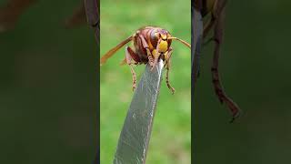 Il CALABRONE ZOMBI ZOMBIE HORNET animals insects halloween [upl. by Euqinwahs891]