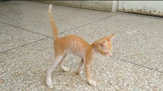 Orphan Disabled Kitten Trying Hard And Finally Started Walking On Hard Place [upl. by Alexia]