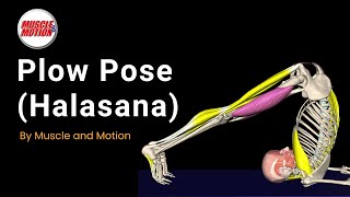 Optimizing Plow Pose Halasana Solutions for Common Challenges [upl. by Manvel117]