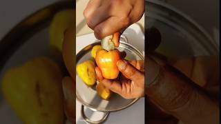 Cashew  cashew fruit  Kaju Fruit cashewnuts cashewfruit cashew cashew cashews [upl. by Ludovika]