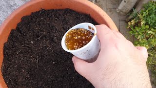 How to sow Dwarf Pomegranate seeds to make new bonsai [upl. by Azyl492]