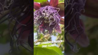 Giant Granadilla Passion Fruit tropicalfruits [upl. by Fenton303]