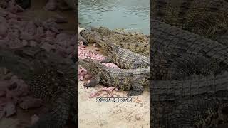 我家饲养员真的很安全 crocodile 鳄鱼 animals 鳄鱼 动物 搞笑 动物 搞笑 猛兽 猛兽 funny pets fishing cute [upl. by Furtek]