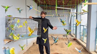 Budgies Parrots Aviary Main Azad Chor Dia 🥰 [upl. by Aretina]