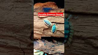 Porcellio Expansus Orange [upl. by Ameehsat]