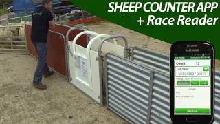 Sheep Counter App  Single Race  Shearwell [upl. by Ydoow]