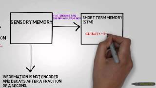 AS Level Psychology  The MultiStore Model Revision [upl. by Cost]