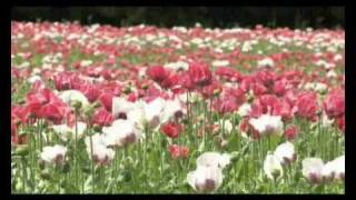 Genussregion Waldviertler Mohn [upl. by Anavahs]