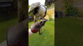 CLOSEUP OF LUGGER FALCON FEEDING ON THE FIST [upl. by Dhu]