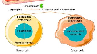 Mechanism of action of LAsparaginase chemotherapy [upl. by Enahsal]