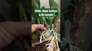 Dividing amp Repotting a Cattleya Orchid in 60 Seconds [upl. by Varion276]