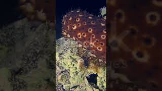 Holothuria Sea cucumber of Phylum Echinodermata [upl. by Secundas982]