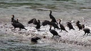 Cormorano  Great Cormorant  Phalacrocorax carbo [upl. by Oidualc]