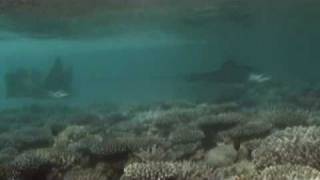 quotMaldives Velidhuquot NorthAri Atoll Shark meets Eagleray Hai trifft Adlerrochen [upl. by Notlrak]