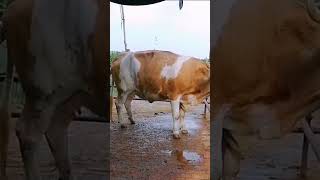 Cows how to start work soon​ 267 [upl. by Kawai]