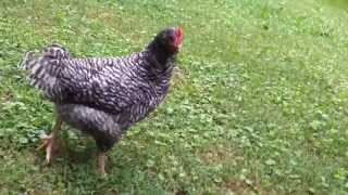 Cuckoo Marans [upl. by English]