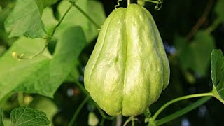 Comment planter la Christophine ou Chayote militon en Bretagne bretagne jardinbio potager [upl. by Sabba803]