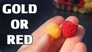 GOLDEN RASPBERRIES  Comparing Raspberry Varieties in Finland  Weird Fruit Explorer [upl. by Yelrebmyk285]