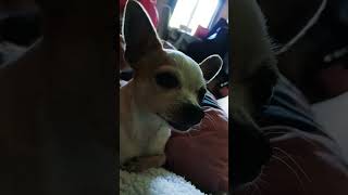 chihuahua plumette fait une trend [upl. by Sunday603]