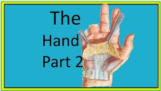 The Hand Part 2 [upl. by Thurmann]