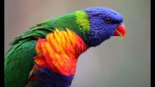 Beautiful Rainbow Lorikeet  Native Australian Birds Lorikeet Parrot 🦜 [upl. by Eslud]