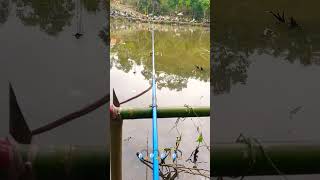 Tasek Lake Fishing Competition ⁴🎣shorts [upl. by Amis246]