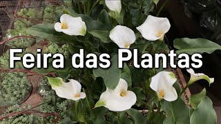 Feira da Madrugada  Plantas em promoção [upl. by Yole]