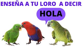 👉🦜 Enseña a tu Loro a Decir HOLA Como enseñar a hablar a un loro  ✔SONIDO REAL ✔ [upl. by Kcirdled]