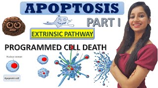 Apoptosis Programmed Cell DeathCell DeathCancer BiologyCell BiologyCSIRNETGATEIITJAMDBTICMR [upl. by Eatnoj535]