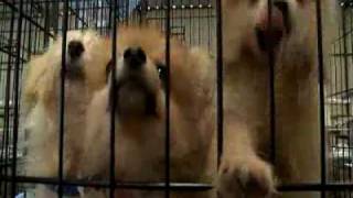 550 dogs rescued from Kaufman Texas puppy mill [upl. by Prent]