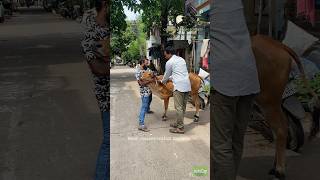 Foot and mouth disease vaccination drive saveanimallife animals cow saveanimallife gomath [upl. by Bartholomew]