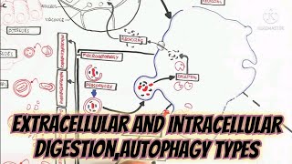 Extracellular And Intracellular DigestionAutophagy TypesSignificance [upl. by Paradies]