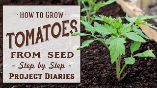 ★ How to Grow Tomatoes from Seed A Complete Step by Step Guide [upl. by Euhsoj]