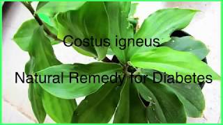 Costus igneus insulin plant  Natural Remedy for Diabetes [upl. by Revlys]