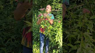 Hemp Agrimony eupatorium cannabinum nativeplants herbs adventure roadside hedges adventure [upl. by Yentyrb]