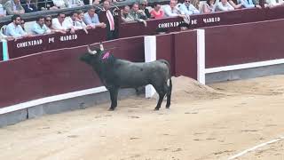 Salida 1º toro de VICTORINO MARTÍN quotMATACANESquot  5junio2024  Las Ventas [upl. by Christa]