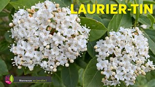 LE LAURIER TIN VIBURNUM TINUS UN ARBUSTE TRÈS FACILE DÉCORATIF EN TOUTES SAISONS SURTOUT L’HIVER [upl. by Divadnoj]