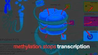 Gene Expression Review Song [upl. by Hilaire]