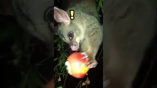 Young Possum Eating UPSIDEDOWN  CUTE 🐭 [upl. by Bucella]