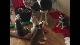 Howling Husky Puppies [upl. by Jaehne]