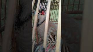 masti Wala chakorchakor ki AwazNur chakor birds foryou youtubeshorts [upl. by Amein507]