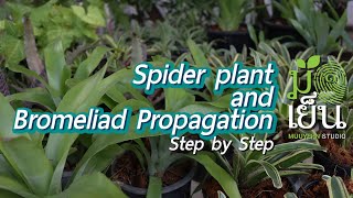 Spider plant and Bromeliad Propagation [upl. by Oinegue]