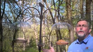 How to Attract Bluebirds with Food [upl. by Jeffry685]