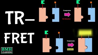 TimeResolved Fluorescence Resonance Energy Transfer  TRFRET  TRF Spectroscopy [upl. by Clerk]